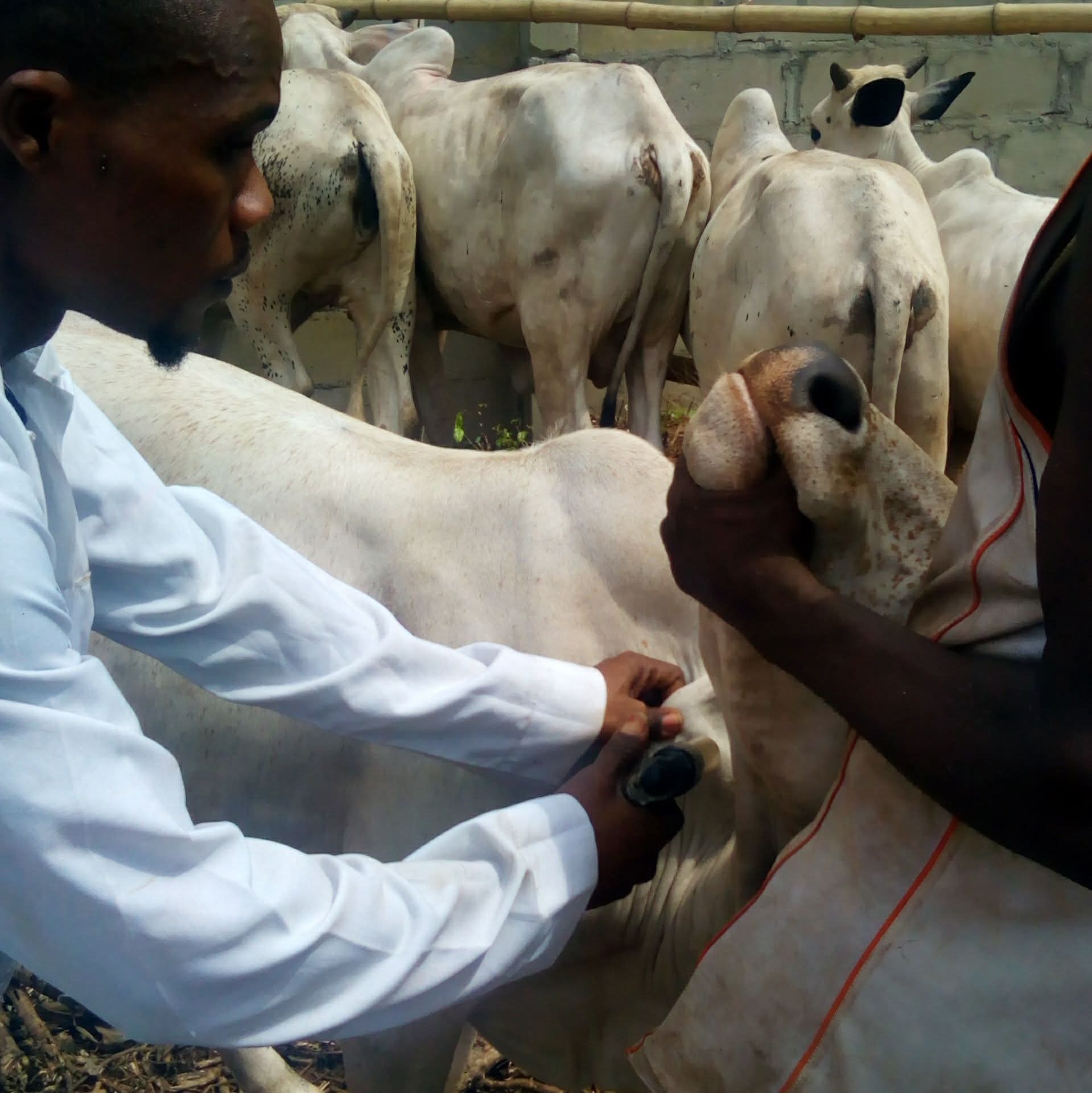 Animal care